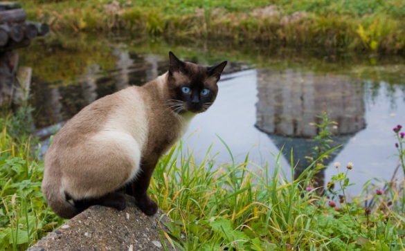 Прививки котятам сиамским