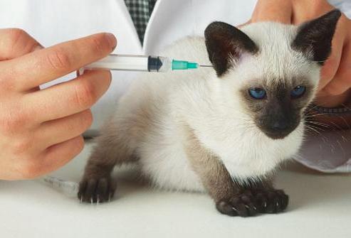 Прививки котятам какие
