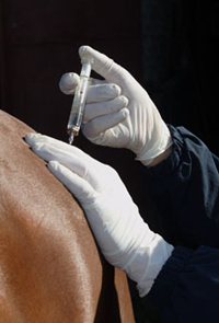 Прививки лошадям