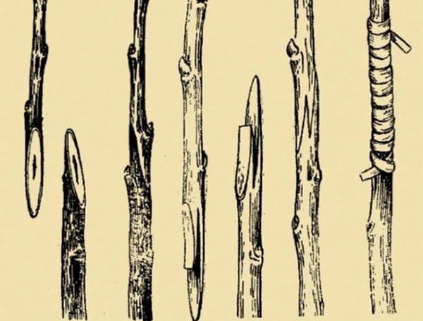 Стандартная копулировка яблони, дает хорошую приживляемость