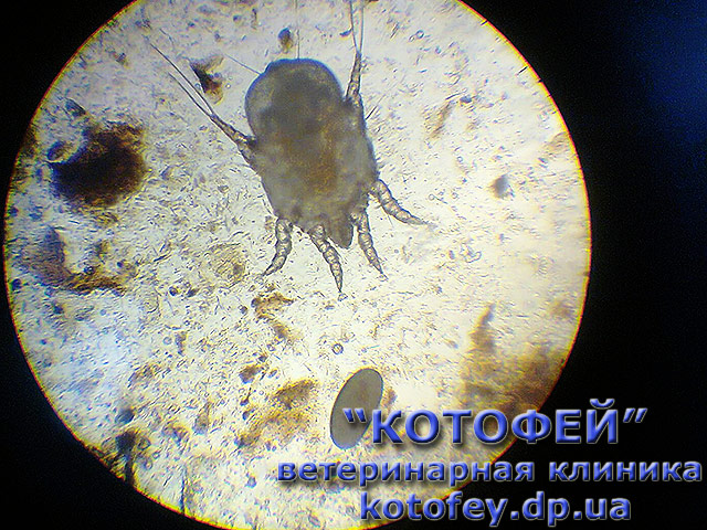 Otodectes cynotis, клещ - возбудитель отодектоза, фото