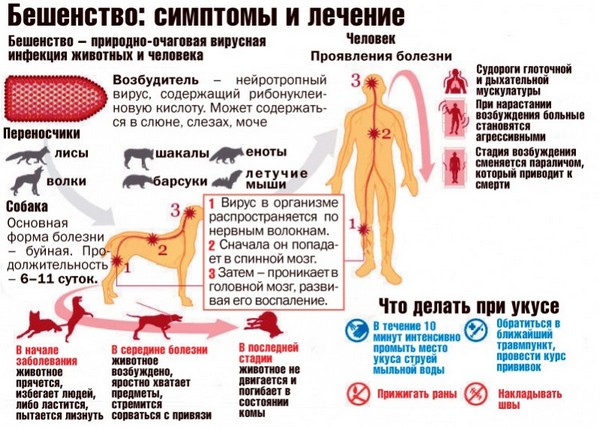 бешенство