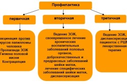 Пути профилактики рака шейки матки