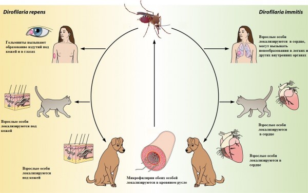 Дирофиляриоз схема
