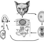 пути заражения токсоплазмозом
