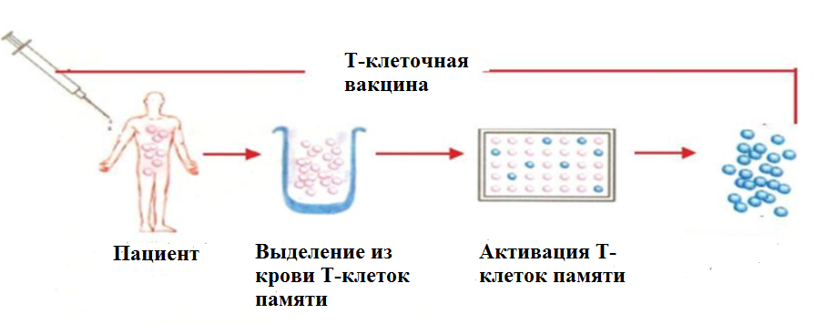 Получение индивидуальной поликлональной Т-клеточной вакцины