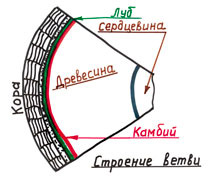 Прививка растений