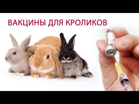 Как вылечиться от хронического гепатита b