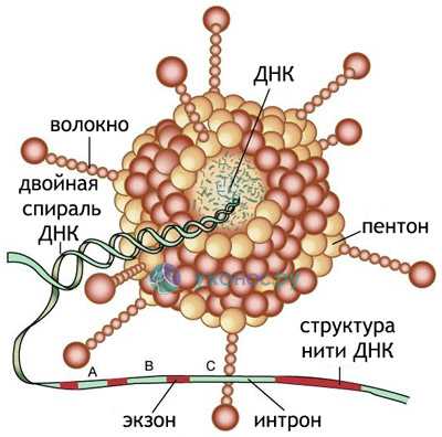 Аденовирусная инфекция лечение у детей антибиотиками