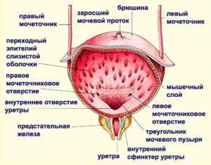 Антибиотики цистит при гв