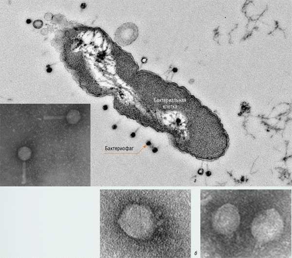 Антибиотики и бактериофаги микробиология