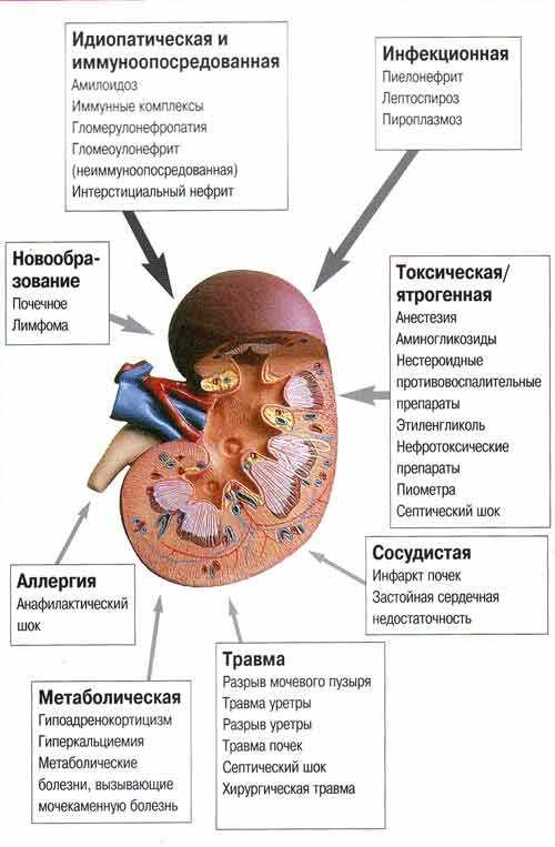 Антибиотики при почечной недостаточности у собак