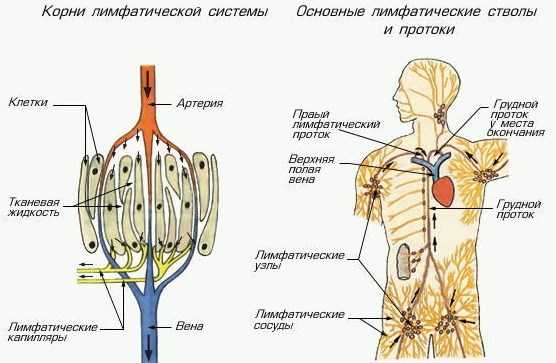 Антибиотики при увеличении лимфоузлов под мышкой