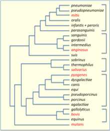 Антибиотики streptococcus pyogenes