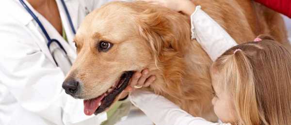 Через сколько после глистования можно делать прививку собаке