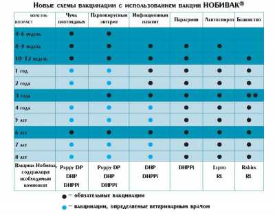 Щенок лабрадора прививки