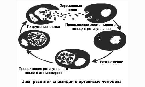 Хламидия трахоматис у мужчин лечение антибиотики