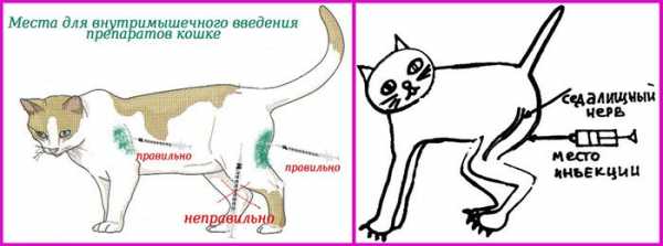 Как сделать укол кошке антибиотика