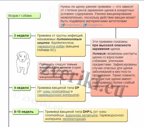 Календарь прививок щенков