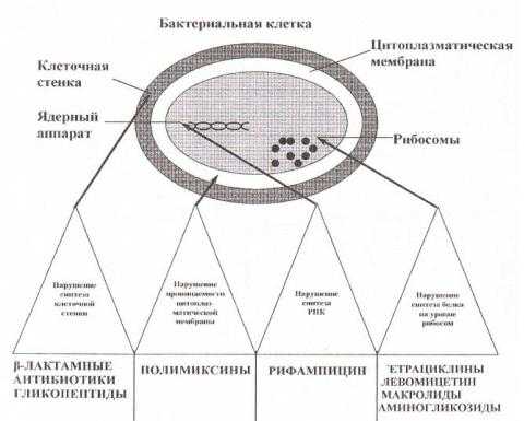 Классификация антибиотики по механизму действия