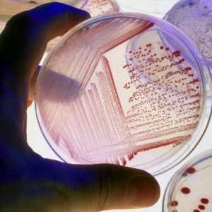 Klebsiella pneumoniae антибиотики для лечения