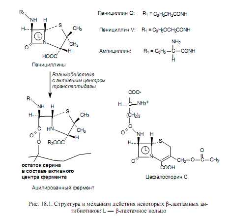 Механизм действия антибиотиков на микробную клетку