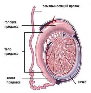 Орхит лечение антибиотиками