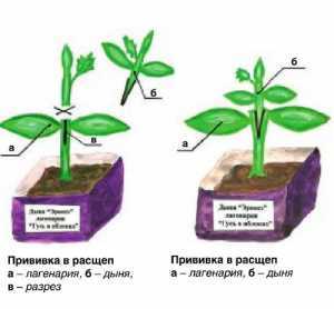 Прививка овощных культур