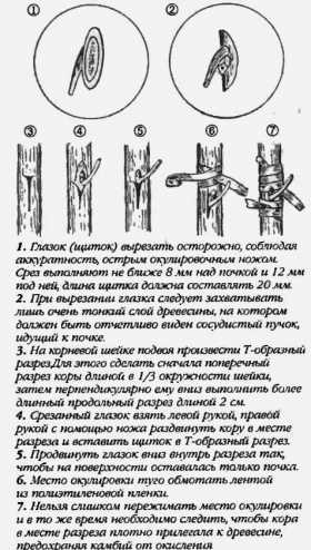 Прививка розы глазком