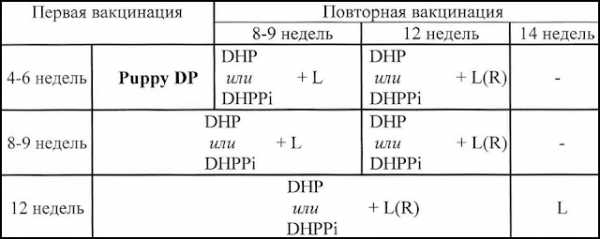 Прививка собаке самостоятельно