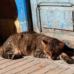 Прививки кошкам бездомным