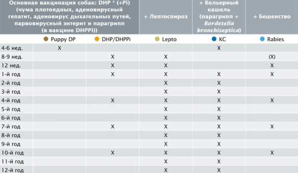 Прививки лабрадору последовательность