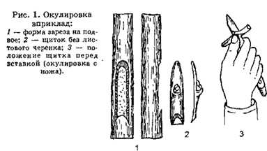 Прививки техника выполнения