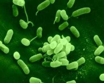 Pseudomonas aeruginosa антибиотики