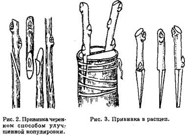 Способы прививки черенком