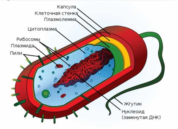 Триметоприм группа антибиотиков