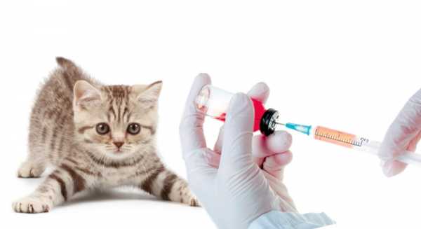 В каком возрасте делают прививки котятам вислоухим