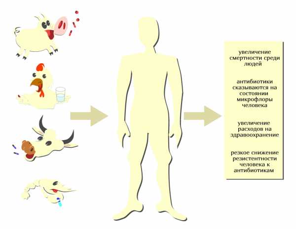 В птицеводстве антибиотики
