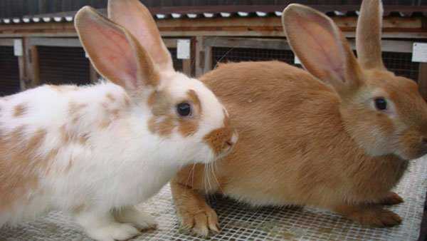 Видео как делать прививки кроликам в домашних условиях