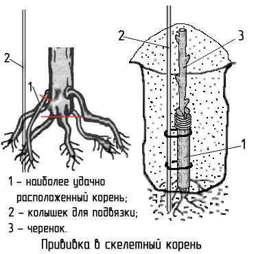 Виноград прививка летом