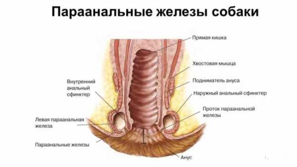 Воспаление параанальных желез у собак лечение антибиотик